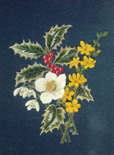 هولي ، وردة عيد الميلاد ، Snowdrop والياسمين الشتاء (مرحاض على ورق) بواسطة أورسولا هودجسون